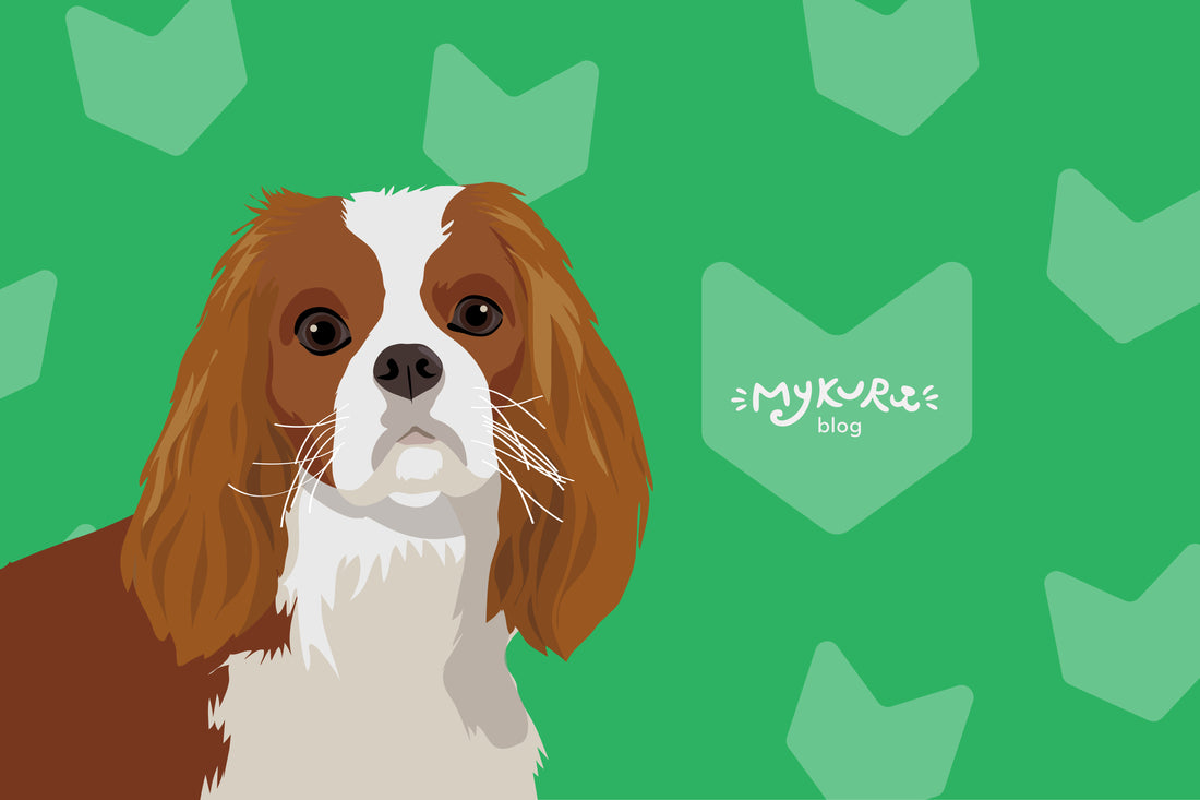 Unveiling the Charming History and Enduring Appeal of Cavalier King Charles Dogs